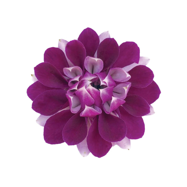 Different shades of purple orchid petals sewn together to form a single flower, displayed on a white background.