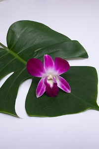 A purple Dendrobium orchid bloom placed on a green monstera leaf against a white background.