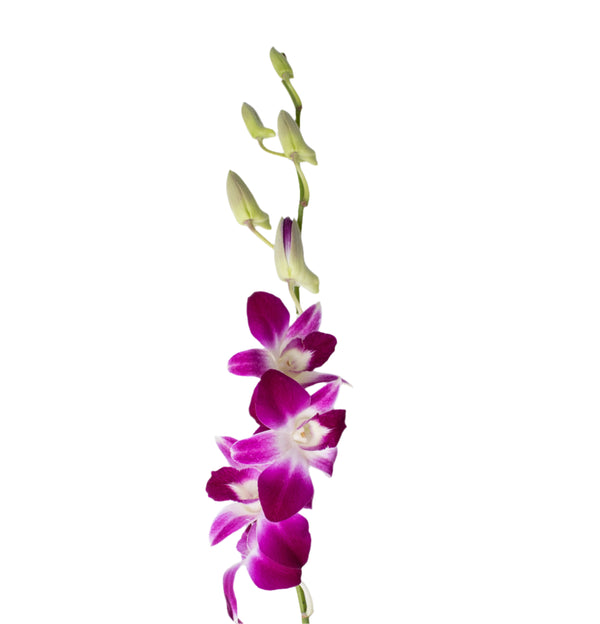 A single stem of purple Dendrobium orchid with multiple blooms and buds.