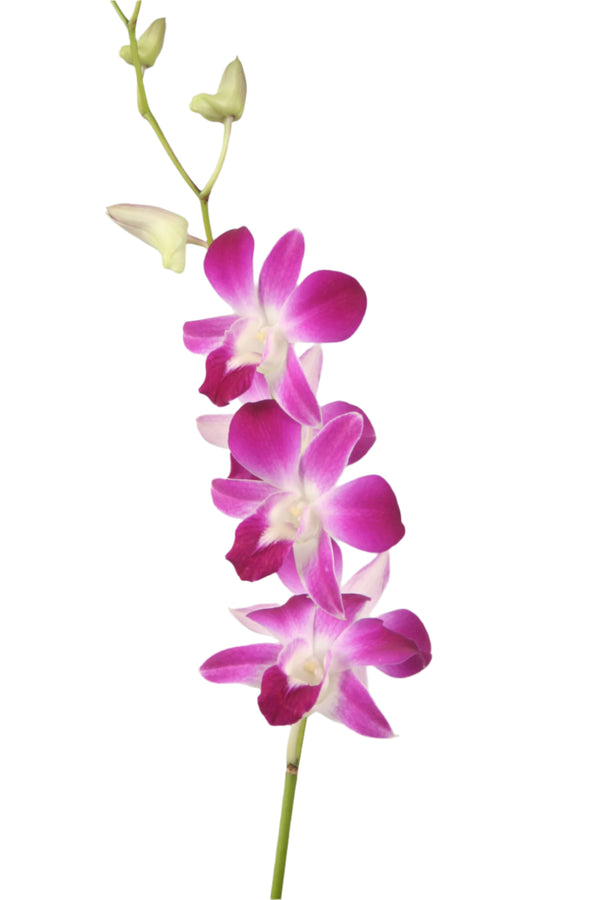 Bunch of purple orchid blooms on a stem against a white background.