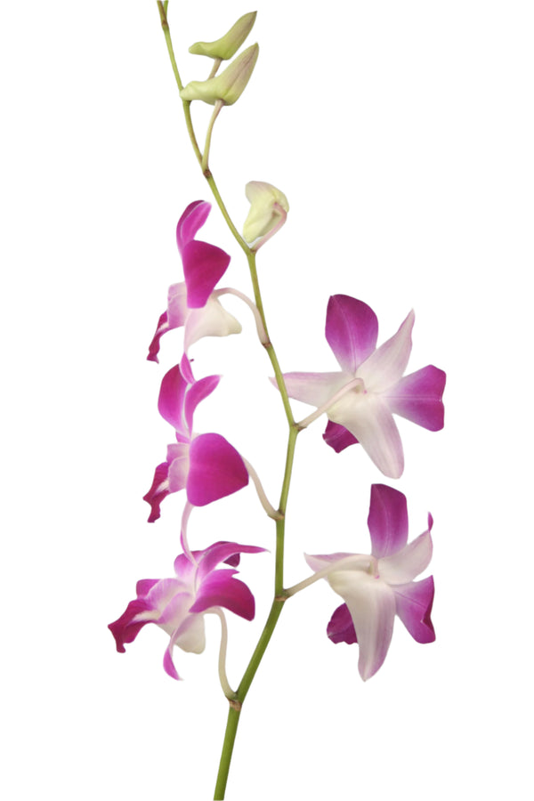 Backside view of a single stem of purple Dendrobium orchids showing six blooms and three green buds at the top, against a white background.