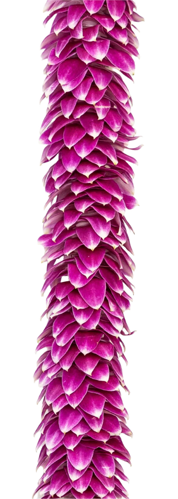 Close-up of a purple orchid lei showing intricate petals arranged in a feather or dragon tail-like pattern, with visible texture against a white background.