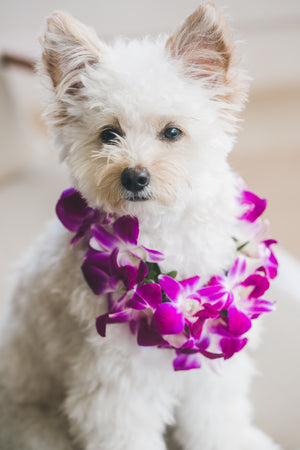 A cute small white dog wearing a lush purple orchid lei around its neck, sitting against a neutral background.