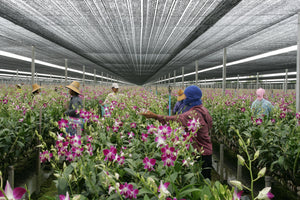 A covered dendrobium orchid farm filled with rows of blooming purple orchids and workers in hats tending to different sections.