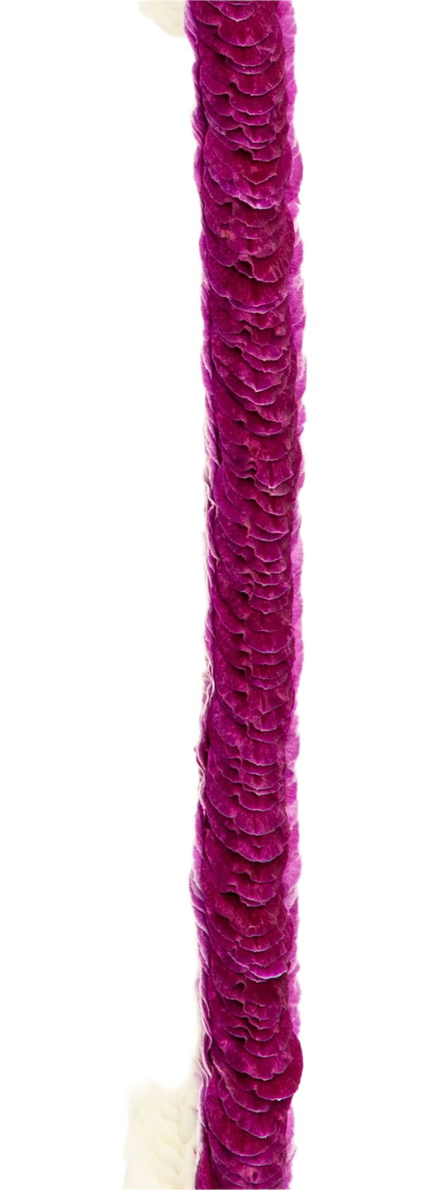 Close-up of the backside of the Hana Bom/White lei, focusing on the densely layered all-purple orchid petals and their smooth texture.