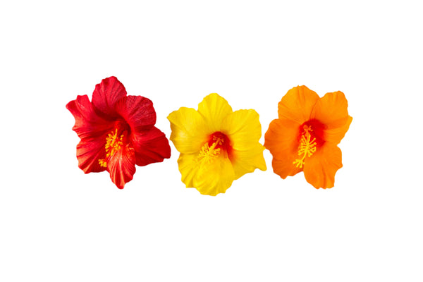 Set of three silk hibiscus hair clips in red, yellow, and orange, displayed against a white background.