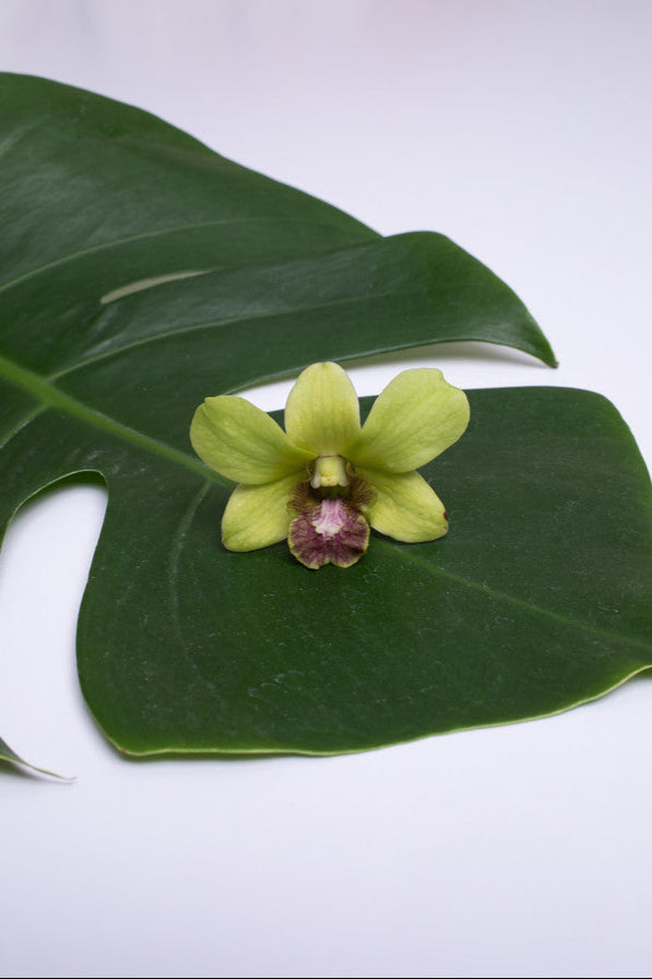 A single Jade Dendrobium orchid bloom with green petals and a purple center, displayed on a leaf against a white background.