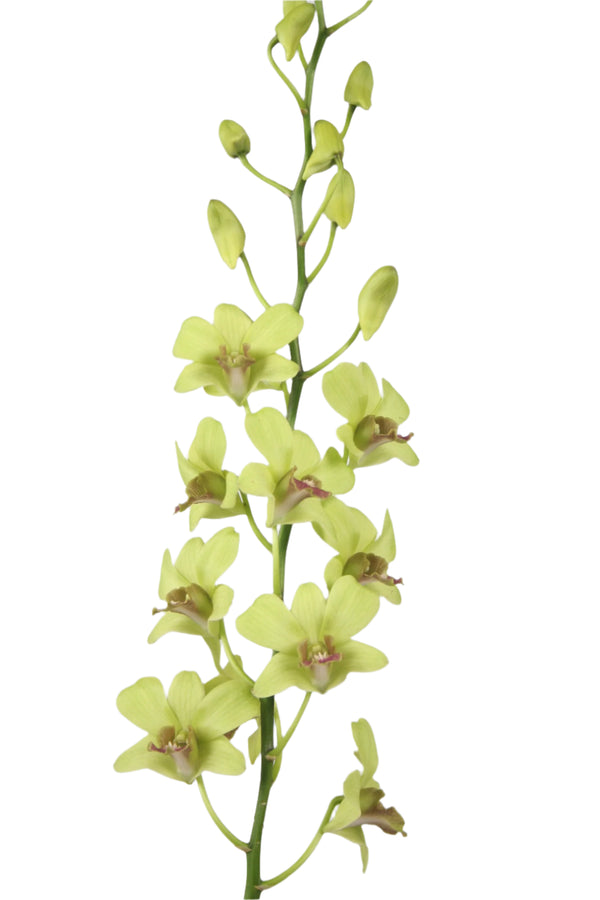 A single stem of Jade Dendrobium Orchid with multiple green blooms and buds against a white background.