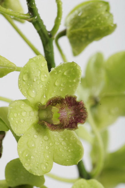 Close-up of a single stem of Jade Dendrobium Orchid, focusing on one green bloom covered in dew, with multiple blurred green blooms and buds in the background.