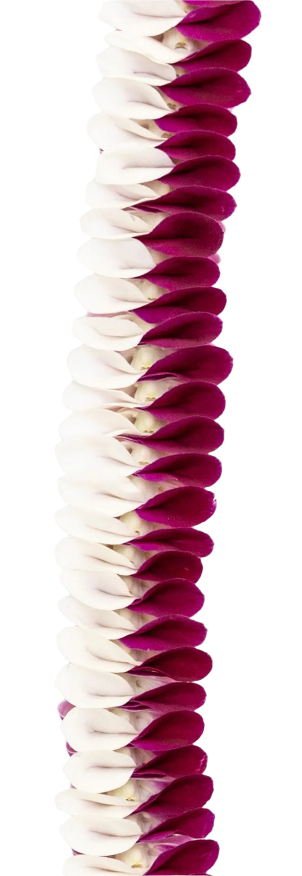 Close-up of a fresh orchid lei showing petals that are white on the outside and purple on the inside, arranged in a bow-like pattern, with soft textures visible against a white background.