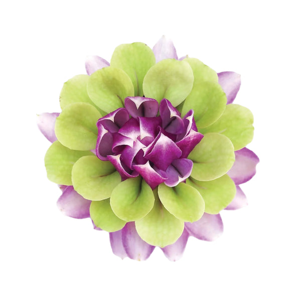 Light purple and jade green orchid petals sewn together to form a single flower, displayed on a white background.