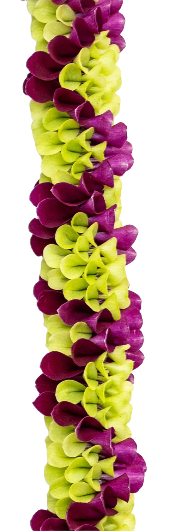 Close-up of a floral lei showing fresh orchids in jade green and deep plum purple, intricately arranged in a detailed crisscross pattern with visible petal texture.