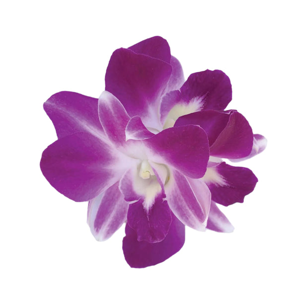 3 purple orchid blossoms sewn together  displayed on a white background.
