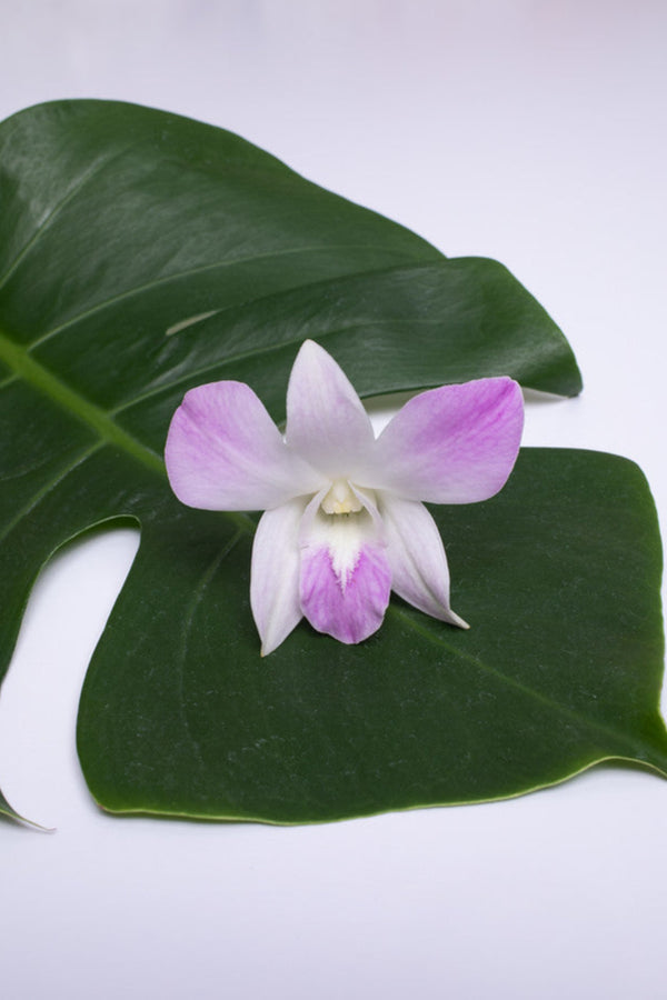 Single sakura orchid bloom resting on a green monstera leaf.