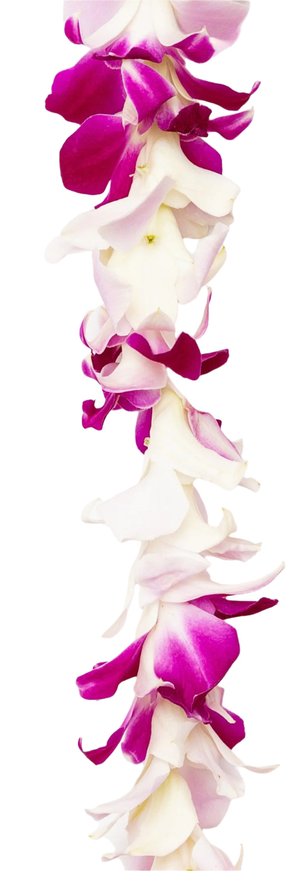 Close-up of a classic single-strand lei made of alternating  purple and light pink orchids.