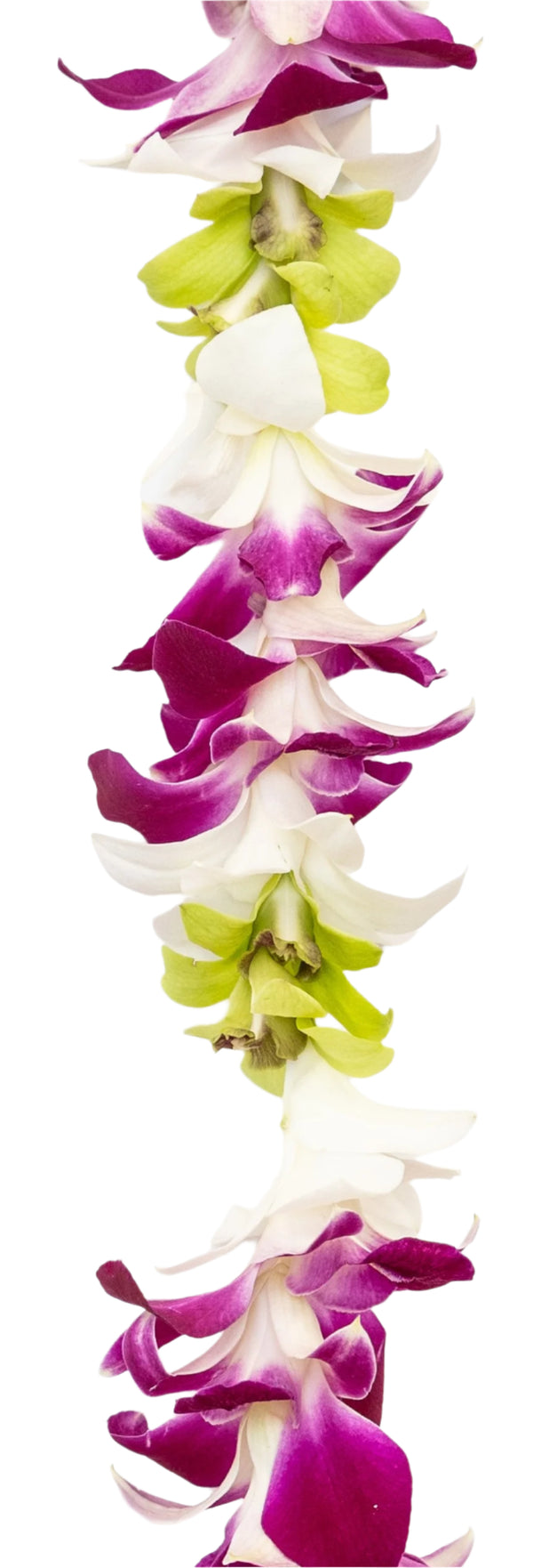 Close-up of a lei featuring a vibrant mix of purple, white, and green orchid petals, strung in a single strand, highlighting the colors and textures.