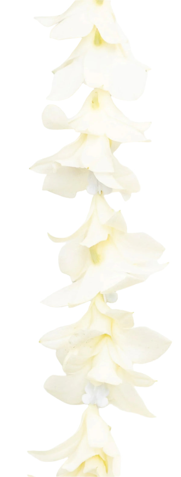 Close-up of a single strand lei featuring white orchid blossoms separated by plastic spacer crown flowers, showing detail and texture.