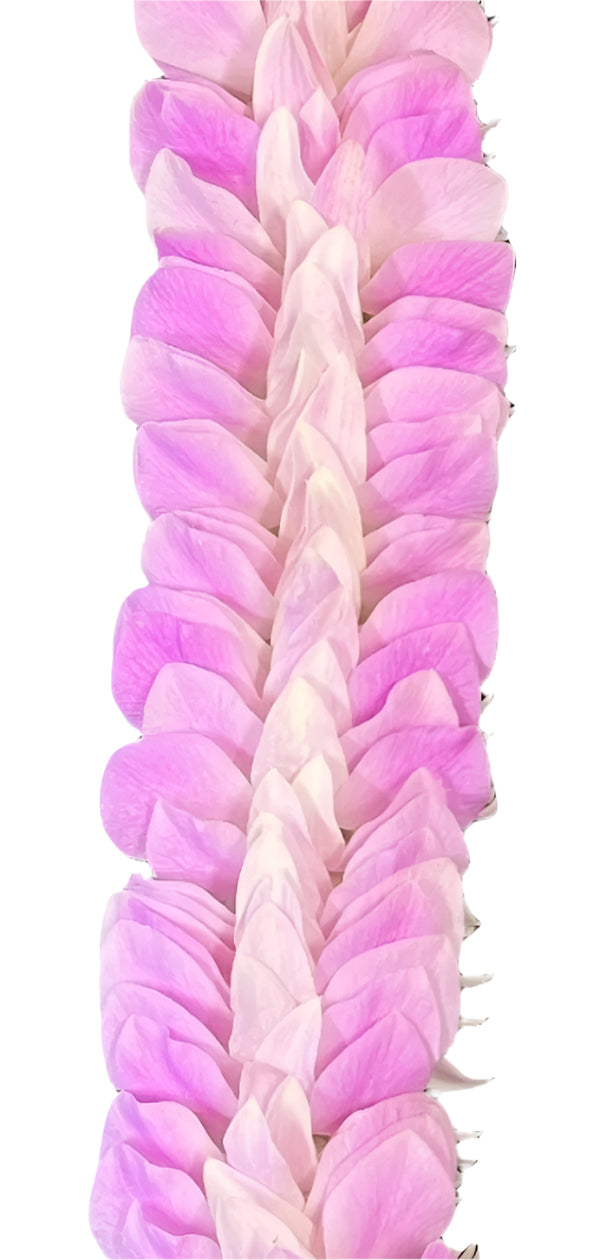 Close-up of Sweetheart Sakura floral lei showing delicate pink orchid petals with soft, overlapping layers on a white background.
