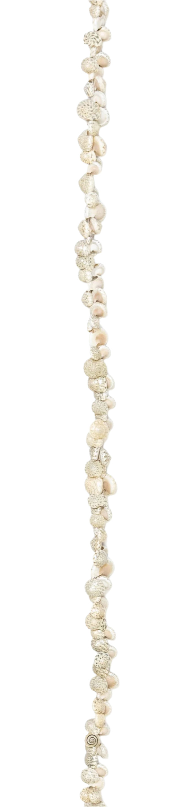 A lei made of Umbonium shells, also known as 'button shells', strung together, placed on a white background.