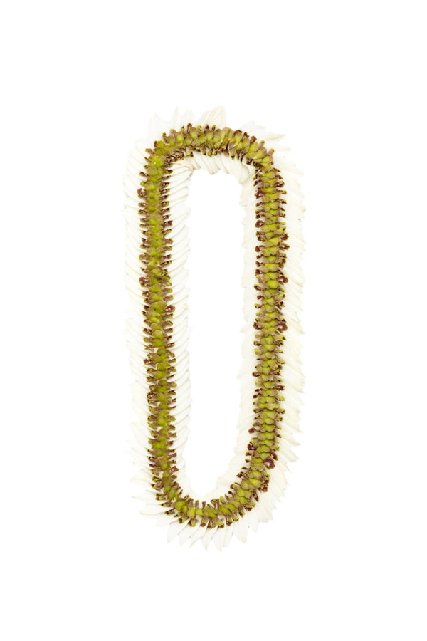 Lei made of green jade orchid petals in the center with white orchid petals flaring at the edges, laid out on a white background.