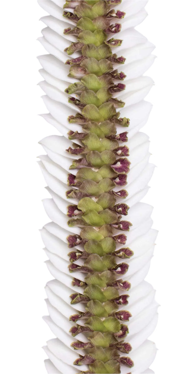 Close-up of a lei featuring green jade orchid petals in the middle and white orchid petals flaring outward, displayed against a white background.