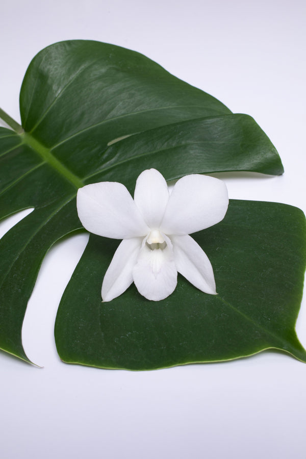 A single white Dendrobium orchid bloom placed on a large green monstera leaf against a white background.
