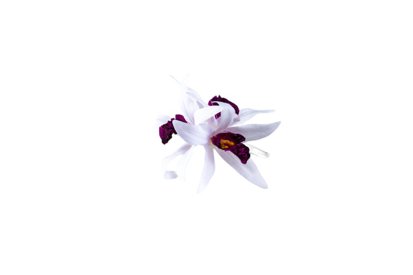 Hair clip featuring three faux white orchids with purple centers.