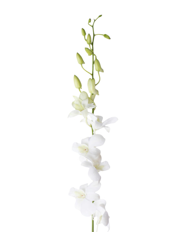 A single stem of a White Dendrobium Orchid with multiple pure white blooms.
