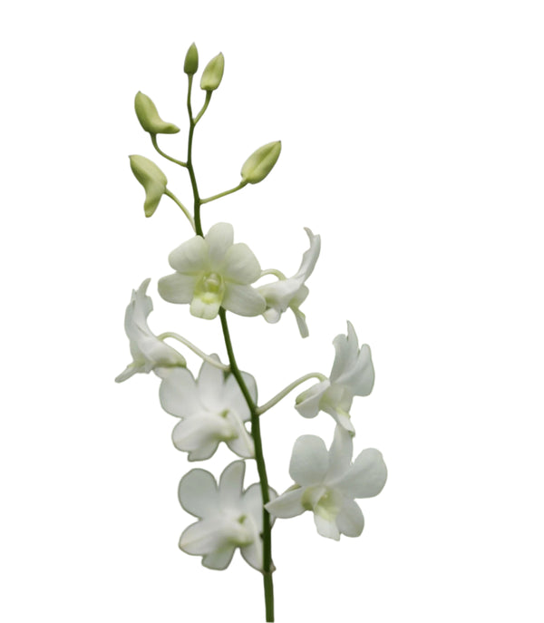 A single stem of a White Dendrobium Orchid with multiple pure white blooms.
