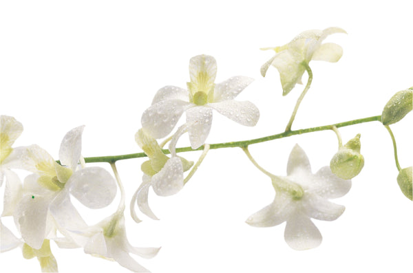 Close-up of a single stem of white Dendrobium Orchid, focusing on dew-covered white blooms with some green buds.
