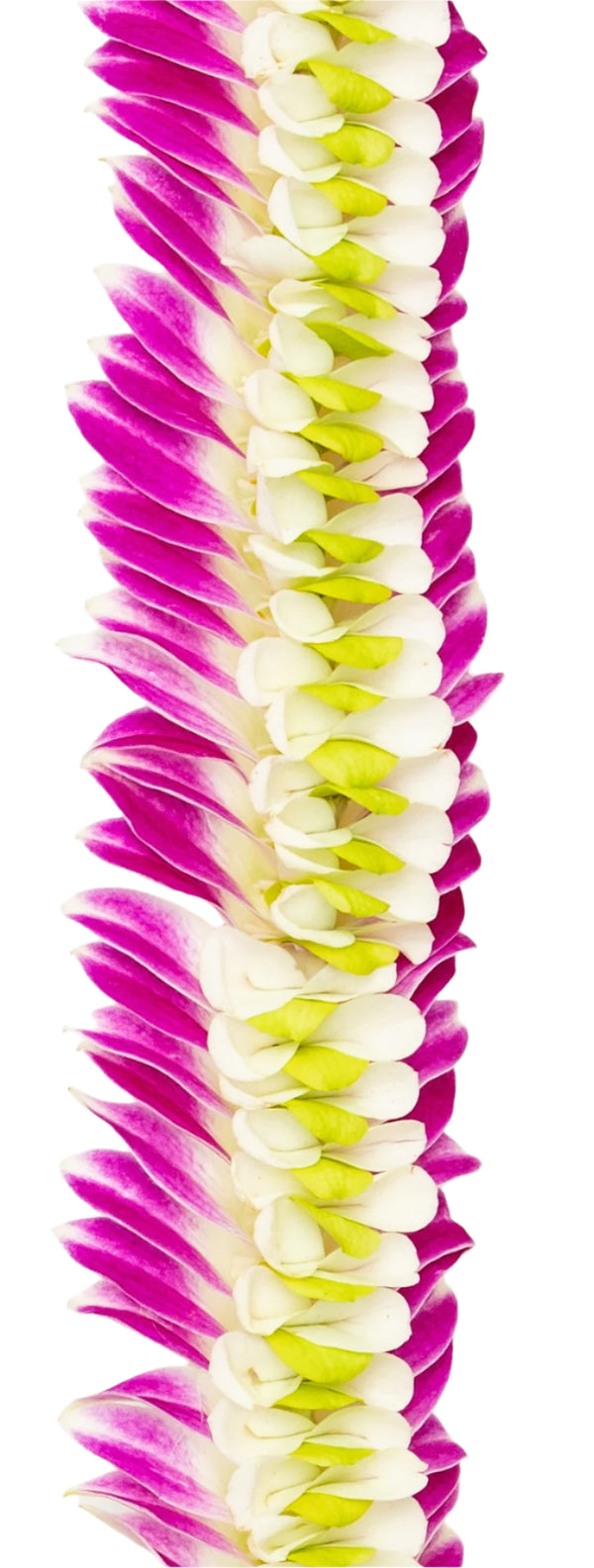 Close-up of a flat deluxe orchid lei showing the flared purple petals with green and white accents intricately layered in the middle.