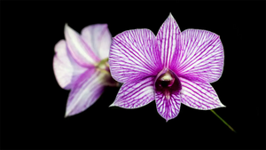 Dendrobium vs Mokara: Which Orchid Makes Better Leis