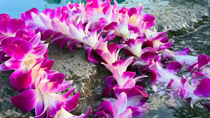 Graduation Leis: How to Choose and Order Authentic Hawaiian Leis with Delivery Options