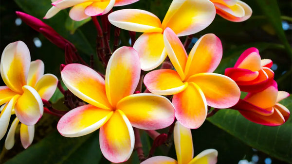 Comprehensive Guide to Lei Flower Types and Hawaiian Lei Materials