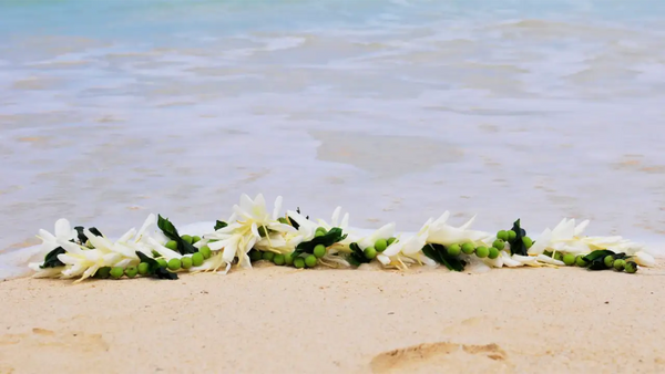 How Long Do Orchid Leis Last? Your Day-by-Day Guide to Longevity and Storage