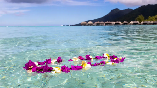 Orchid Lei vs. Flower Lei: Choosing the Perfect Lei For Your Celebrations