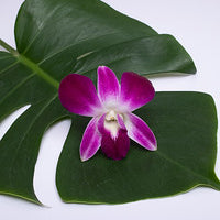 A purple Dendrobium orchid bloom placed on a green monstera leaf against a white background.