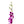 A single stem of purple Dendrobium orchid with multiple blooms and buds.