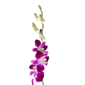 A single stem of purple Dendrobium orchid with multiple blooms and buds.