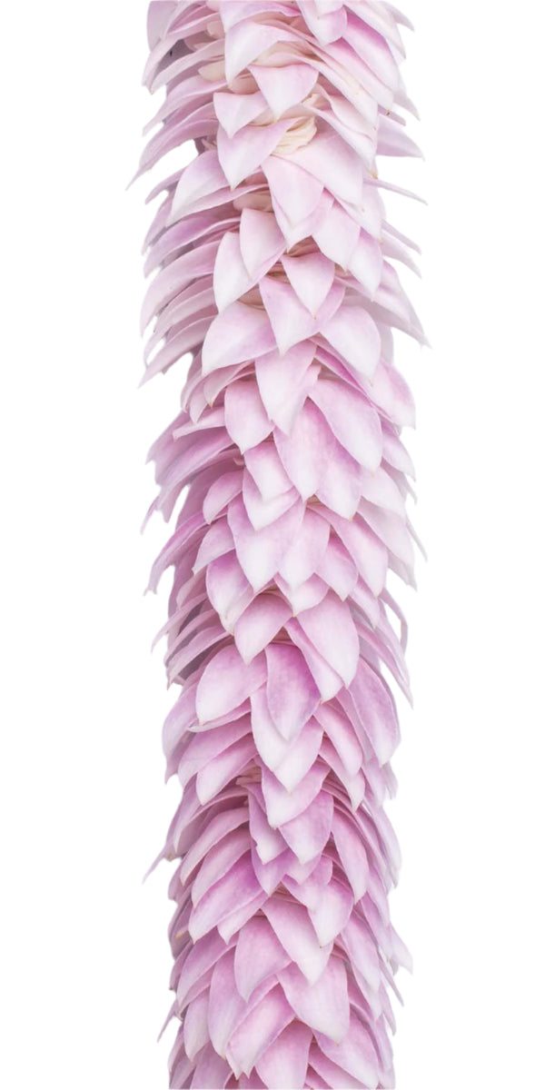 Close-up of a light pink orchid lei featuring a feather or dragon tail-like pattern, highlighting the layered texture and soft color against a white background.