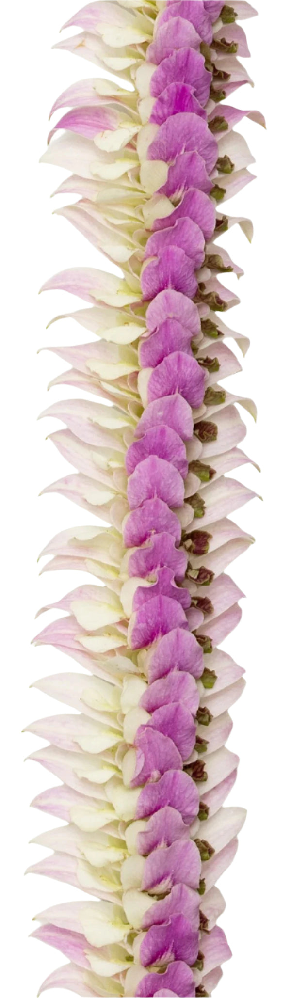 Close-up of a lei showing pastel pink orchid petals flaring out, with deeper pink tones and a subtle touch of jade green peeking through the center for added color contrast.