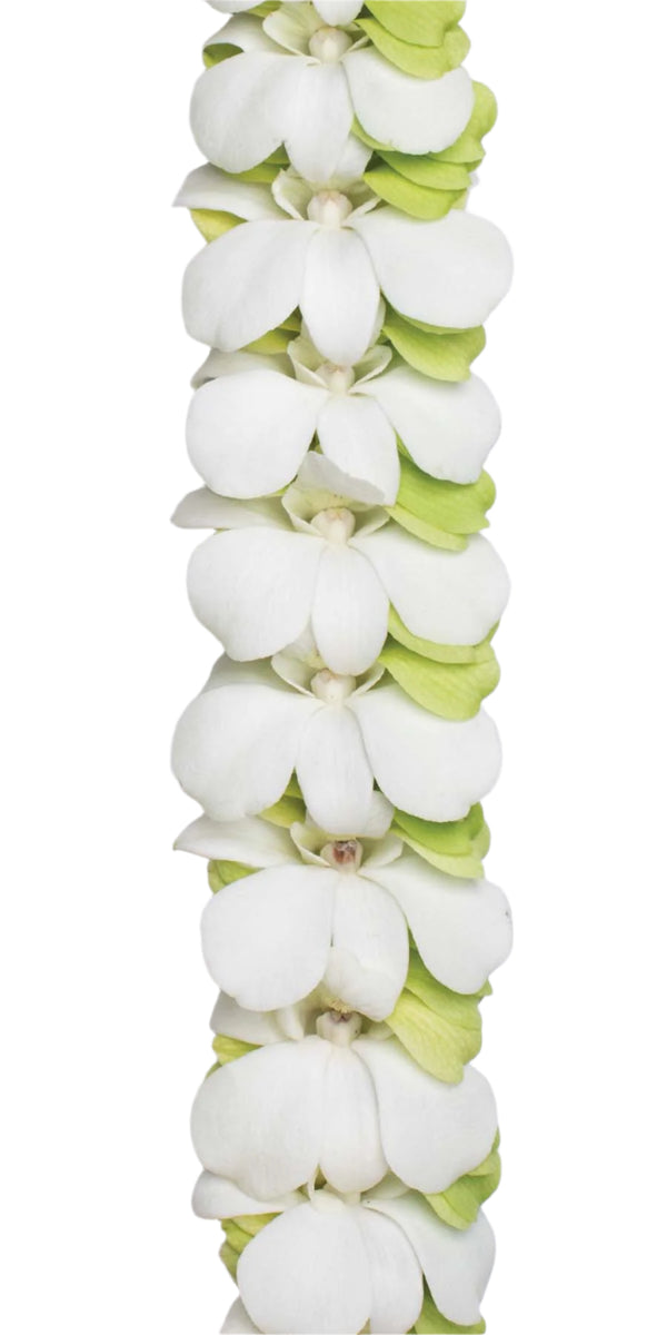 Close-up of a lei featuring overlapped white and green orchid petals, highlighting the delicate layering and contrast of colors on a white background.