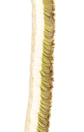 Close-up of a half white half jade orchid lei showing the intricate layering of its 900 flat petals, highlighting the texture and detail against a white background.