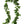 Fresh Big Island Hilo-style maile lei displayed on a white background.