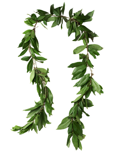 Fresh Big Island Hilo-style maile lei displayed on a white background.