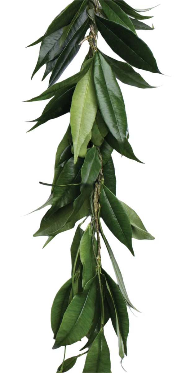 Close-up of a fresh Hilo-style maile lei from the Big Island, showing the layered green foliage and textured weaving against a white background.