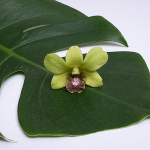 A single Jade Dendrobium orchid bloom with green petals and a purple center, displayed on a leaf against a white background.