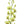 A single stem of Jade Dendrobium Orchid with multiple green blooms and buds against a white background.