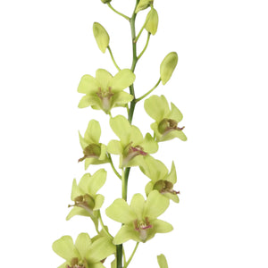 A single stem of Jade Dendrobium Orchid with multiple green blooms and buds against a white background.