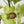 Close-up of a single stem of Jade Dendrobium Orchid, focusing on one green bloom covered in dew, with multiple blurred green blooms and buds in the background.